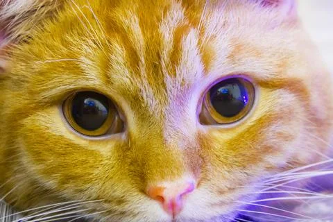 sad cat face big eyes