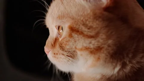 The face of a red cat Stock Footage 148044925