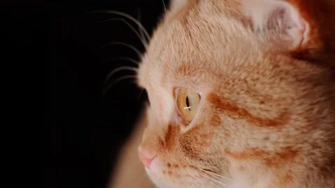 The face of a red cat Stock Footage 148045066