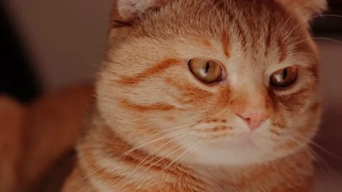 The face of a red cat Stock Footage 148045120