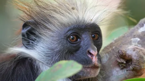 Face of Red Colobus Monkey in the treetops of the Jozani Forest Zanzibar Stock Footage 223448539