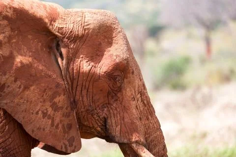 The face of a red elephant in close-up Stock Photos