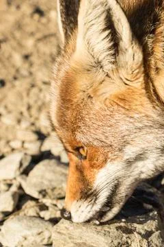 Face of Red Fox Stock Photos