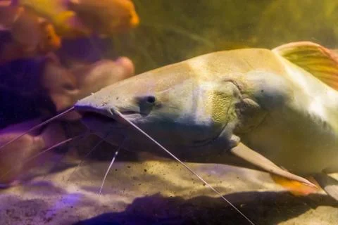 Face of a red tail catfish in closeup, large well known fish from the rivers  Stock Photos