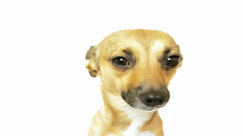 Face redhead dog Stock Footage 48991078