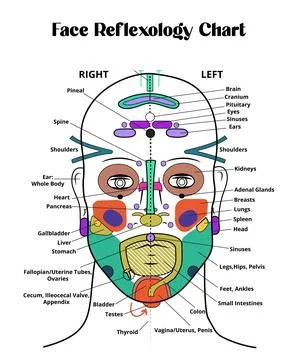 Face reflexology chart, face map, face mapping Stock Illustration