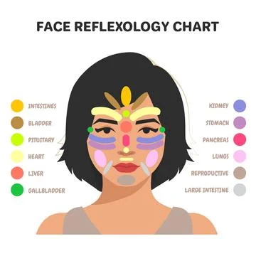 Face Reflexology Chart Inner Organs Massage Areas Body Parts Stock Illustration