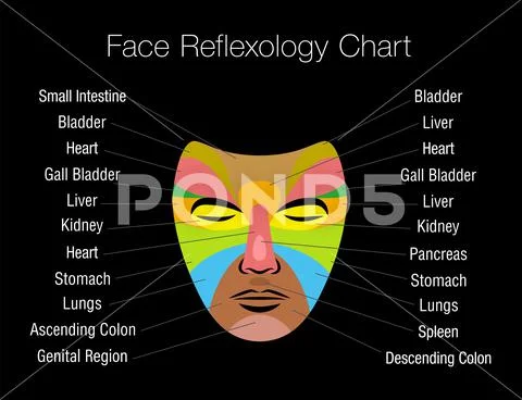 Face Reflexology Chart Internal Organs Mapping Areas Body Parts Black ...