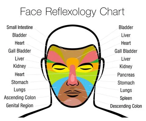 Face Reflexology Chart Mapping Massage Areas Internal Organs Body Parts Stock Illustration