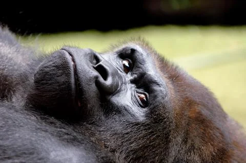 Face of resting gorilla Stock Photos