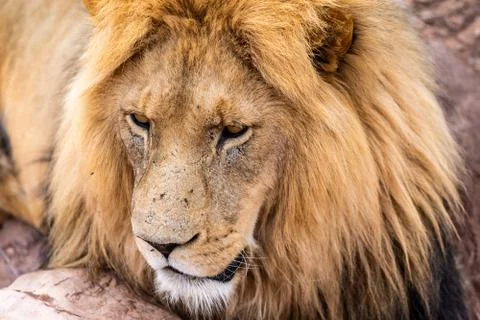 Face of a resting lion Stock Photos