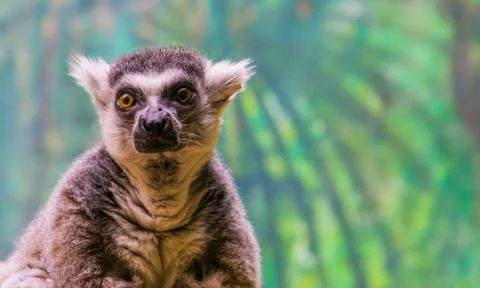 The face of a ring tailed lemur monkey in closeup, Endangered tropical animal Stock Photos