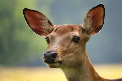 Face Roe deer doe Stock Photos