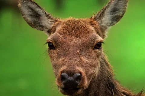 Face roe deer Foto stock