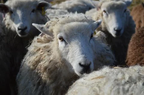 Face of a romney ewe Stock Photos