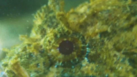 Face of a Scorpionfish Underwater Stock Footage 148083450