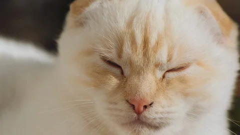The face of a Scottish fold white cat, close-up Stock Footage 118499871