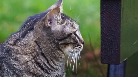 The face of a serious cat. Stock Footage 92349761