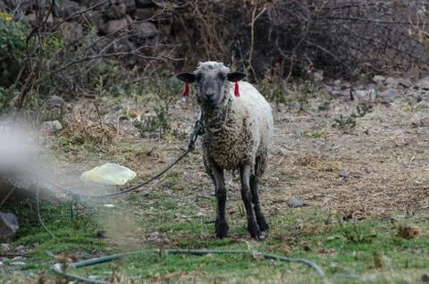 Face of a sheep ties to a stick Stock Photos