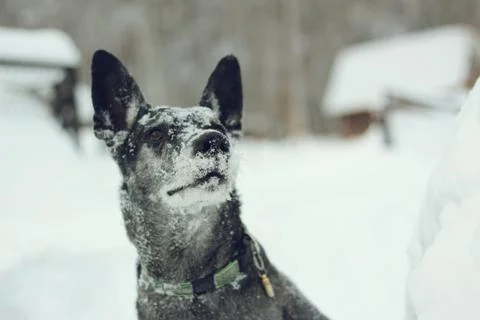 Face shepherd in the snow in the cold winter Stock Photos
