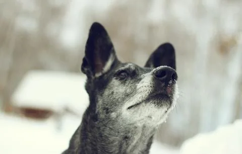 Face shepherd in the snow in the cold winter Stock Photos