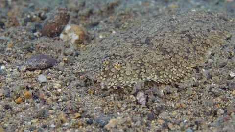 Face shot of Sole (Soleidae) walking on the bottom. Video stock 280656025