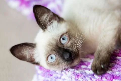 Face of a siames cat alert Stock Photos