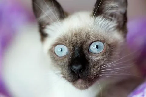 Face of a siames cat alert Stock Photos