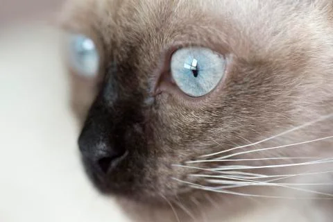 Face of a siames cat alert Stock Photos