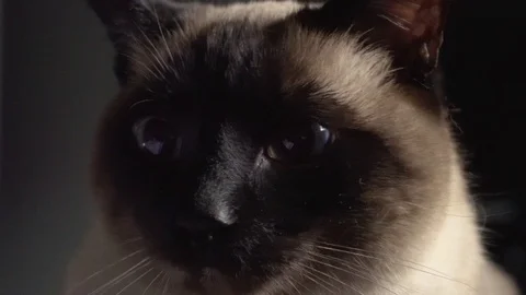 Face of a Siamese cat Stock-Footage 77817031
