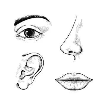 Face sketch. Engraved ear and nose. Eye with brow. Outline mouth lips. Hand Illustrazione stock