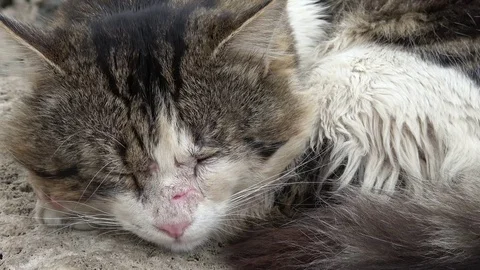 Face of sleeping cat covered with fresh scars Stock Footage 102610162
