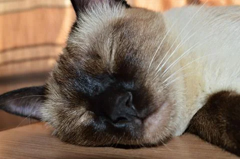 Face of a sleeping cat Stock Photos