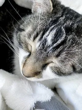 Face of sleeping cat 库存照片