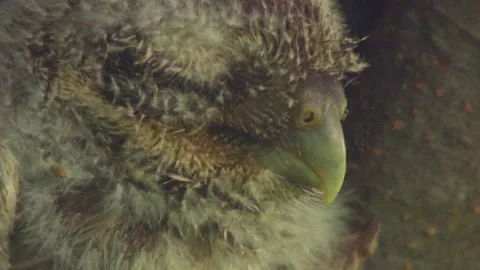 Face of a Sleeping Owlet Stock Footage 313952056