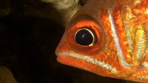 Face of a soldier (squirrel)  fish with big black eye, Red Sea, Egypt Stock Footage 104728453
