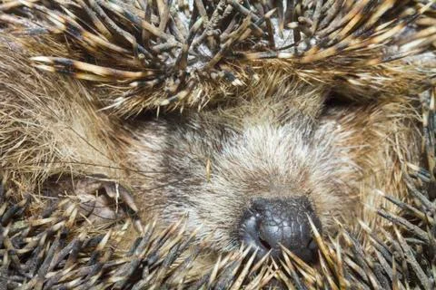 The face of a squeezed hedgehog close-up. Stock Photos