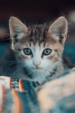 Face of a striped kitty close up Stock Photos