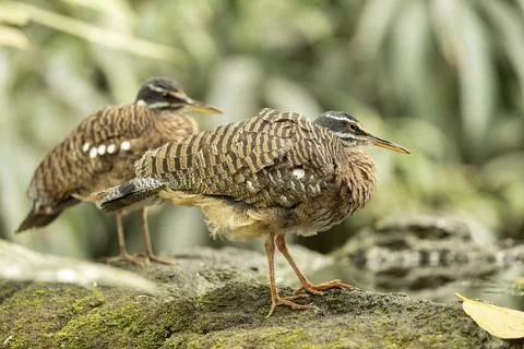 The face of Sunbittern Eurypyga helias bird Stock Photos