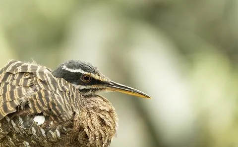 The face of Sunbittern Eurypyga helias bird Stock Photos