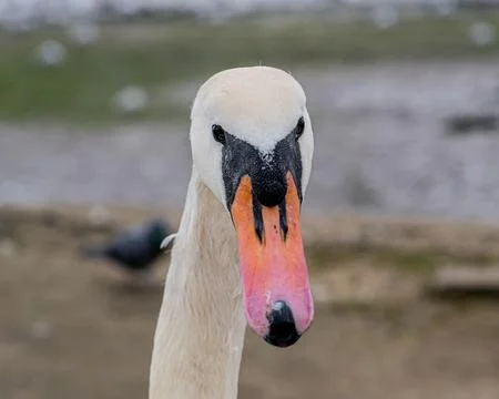 Face of a swan Stock Photos