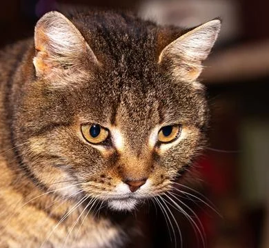 Face of a tabby cat with an expressive look Stock Photos