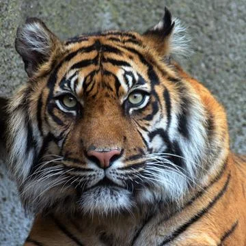 Face of a tiger . Stock Photos