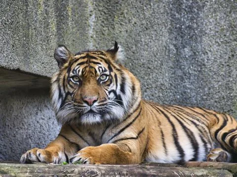 Face of a tiger . Stock Photos