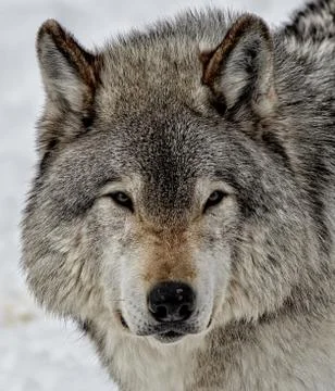 Face of Timber Wolf Stock Photos