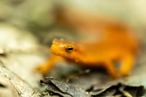 Face of Tiny Eft Sitting on Forest Floor with Rest Out of Focus Fotos de archivo