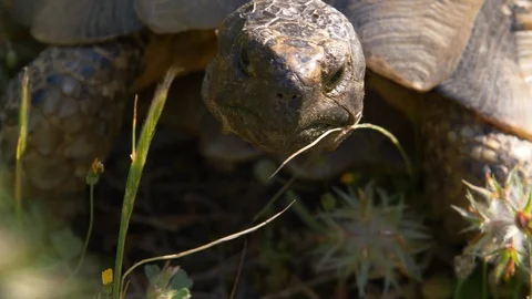 The face of tortoise staring on the camera and then turn its head to the right Stock Footage 129534029