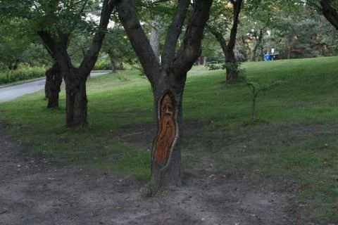 Face Tree Carving in High Park Foto stock
