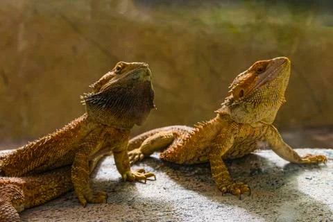 Face of two bearded dragons. Foto stock