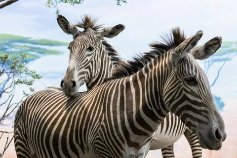Face of two small and nice zebras Stock Photos